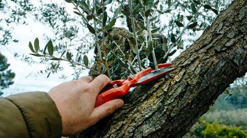 Pruning Olive tree