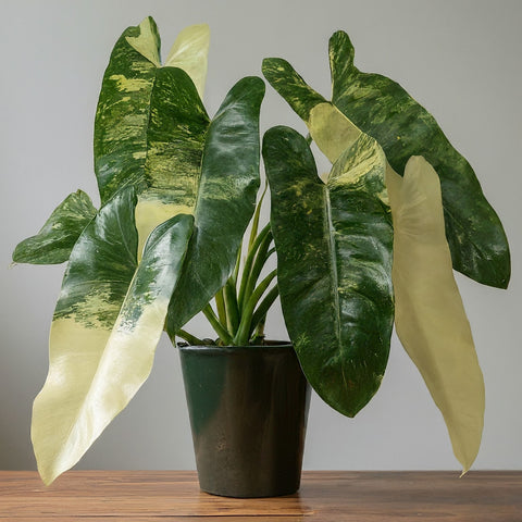 Maintaining Variegation of Philodendron