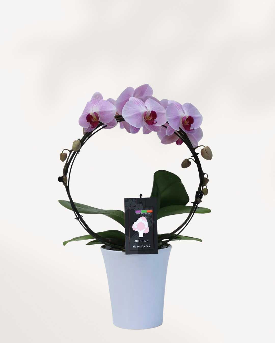 Orchidée Artistica – dans un pot en céramique