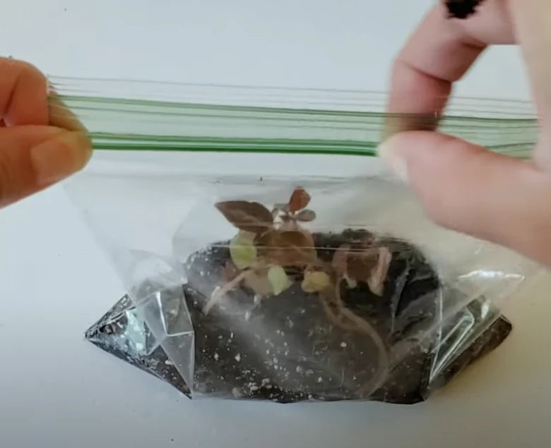 Mains scellant un sac en plastique transparent contenant une bouture de Peperomia plantée dans le sol pour créer un environnement humide