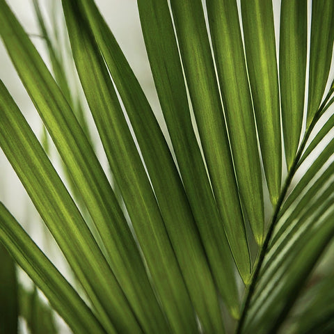 Bamboo Palm