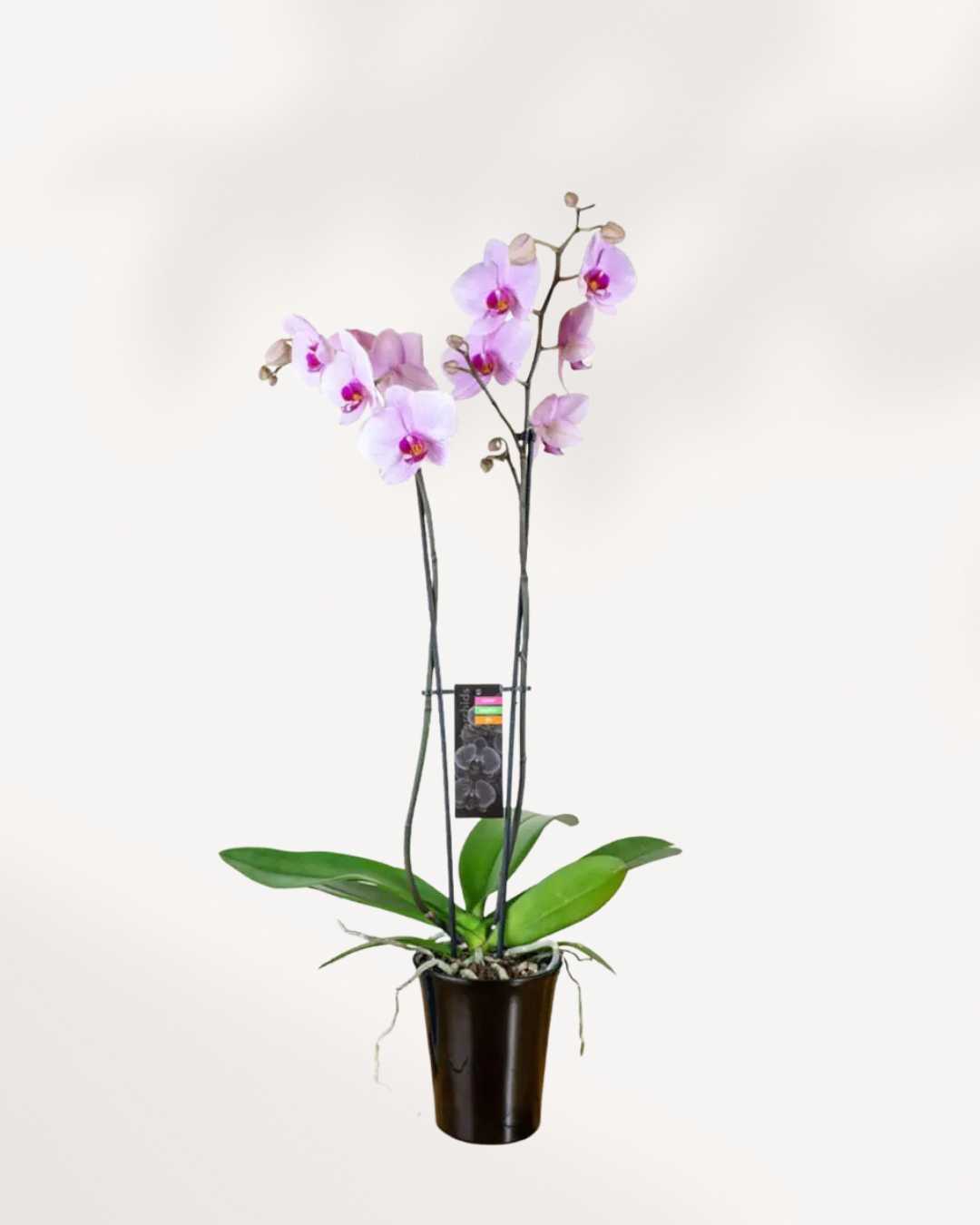 Orchidée Magnifica – Double pique en pot en céramique