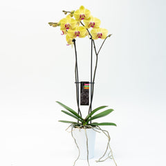 Magnifica Orchid – Double Spike in Ceramic Pot