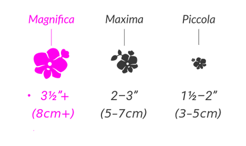 Maginifica Bloom Size