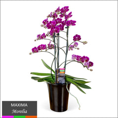 Maxima Orchid – Multi Spike in Ceramic Pot