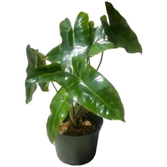 Philodendron