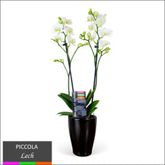 Piccola Orchid – Double Spike in Ceramic Pot
