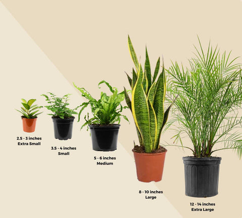 Tableau des tailles des plantes et des pots