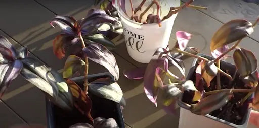 Tradescantia Zebrina cuttings in pots under sunlight, showing colorful purple and green leaves propagation of Wandering Jew plant