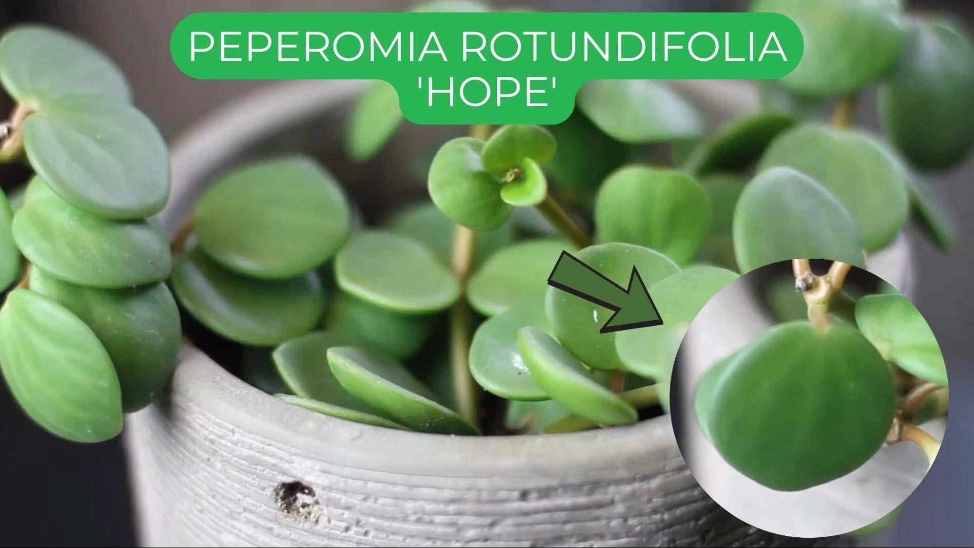 peperomia rotundifolia