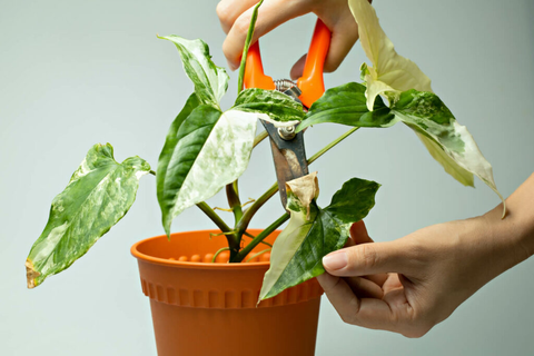 pruning syngonium