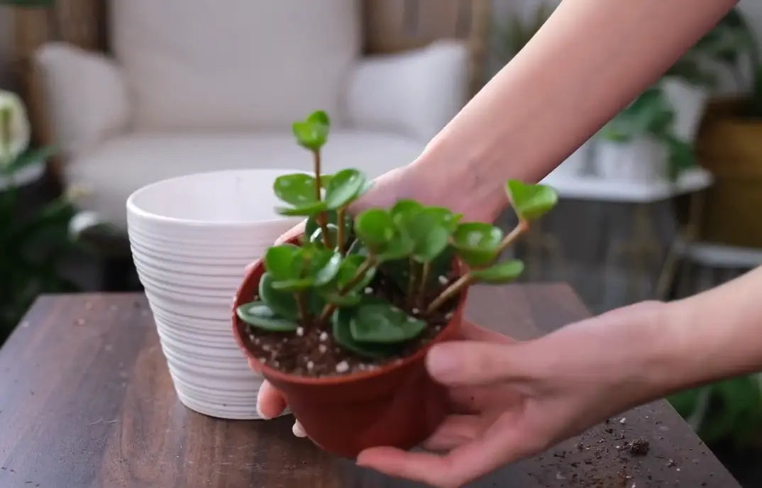repotting a peperomia hope plant
