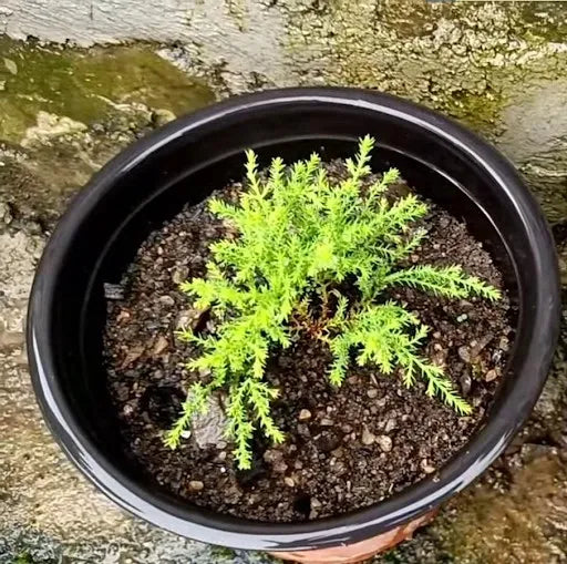let the plant grow in a sunny location