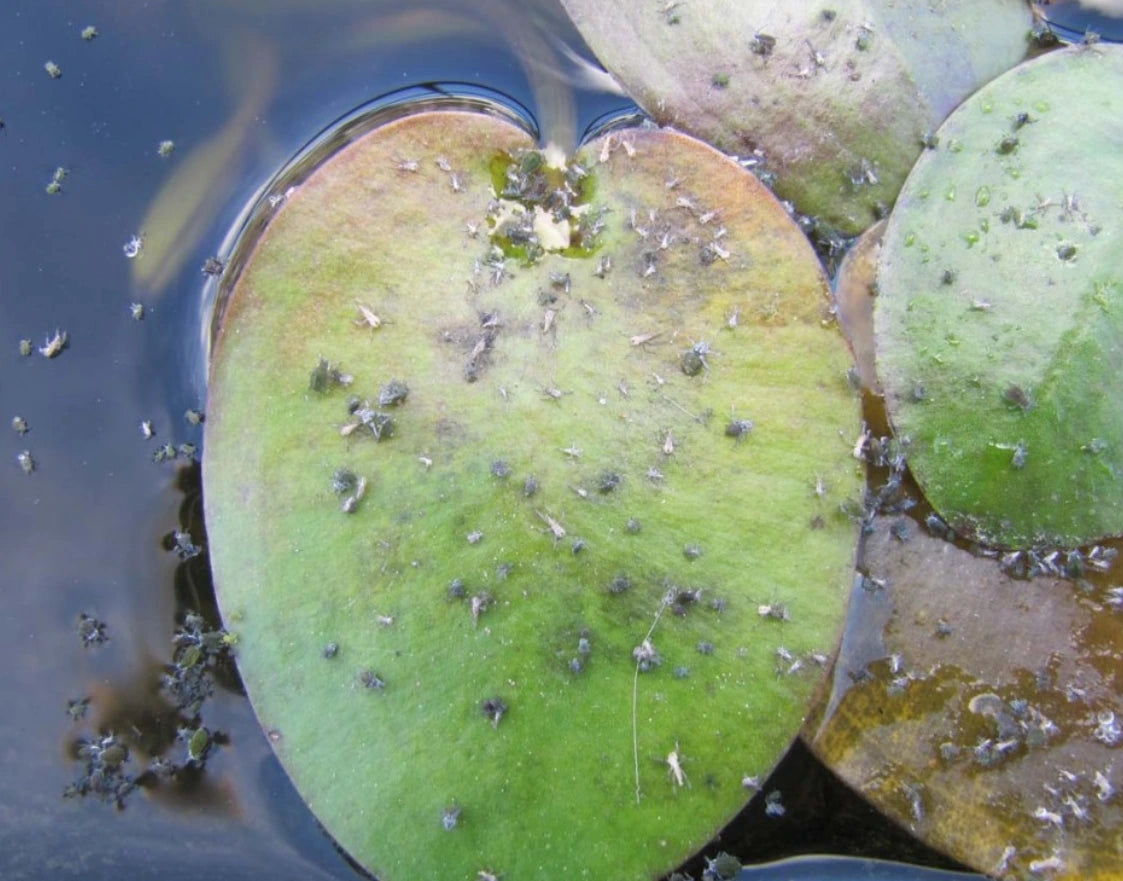 pests in water lily