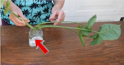 place the stem in water