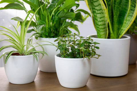 Choosing the Right Pot Size for Your Indoor Plants: A Comprehensive Guide