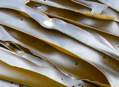 Seaweed Extract 