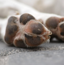 Dog Paw