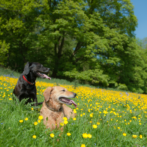 Two dogs in a field of buttercups