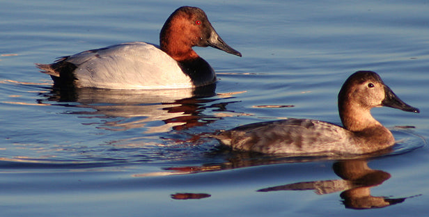 Top 10 Ducks for Eating- Duck Commander