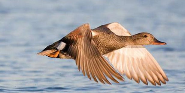 Top 10 Ducks for Eating- Duck Commander