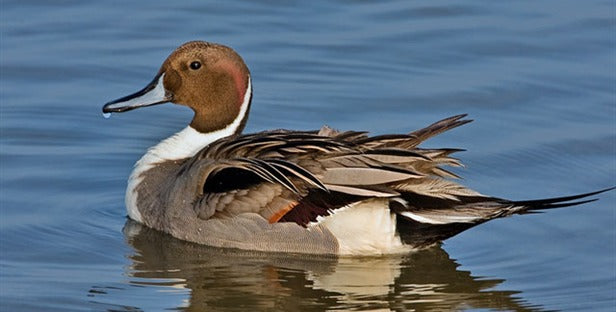 Top 10 Ducks for Eating- Duck Commander
