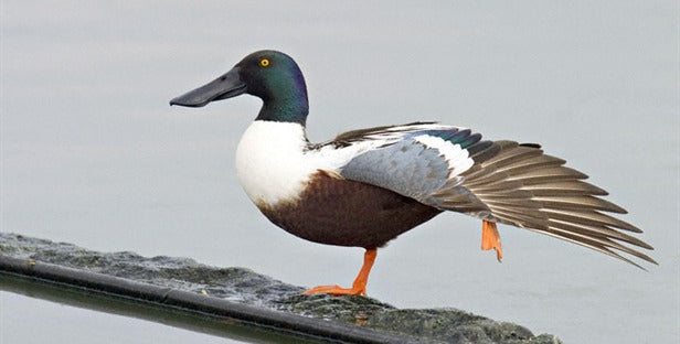 Top 10 Ducks for Eating- Duck Commander