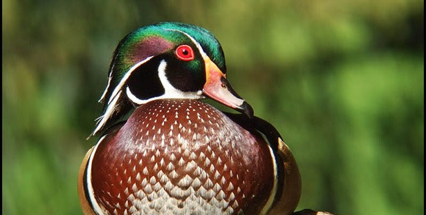 Top 10 Ducks for Eating- Duck Commander