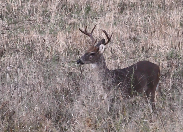 7 Point Buck