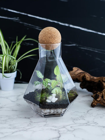 craft kits, terrarium