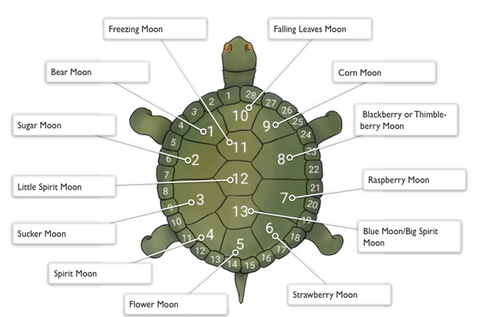 13 moons calendar showing the name of each moon fitting on the shell of a turtle