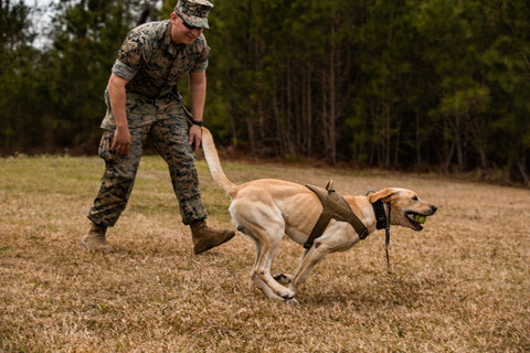 military dog breeds lab