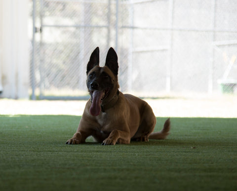 Military dog commands down