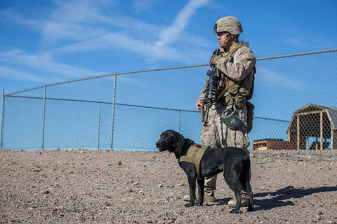 military dog commands heel