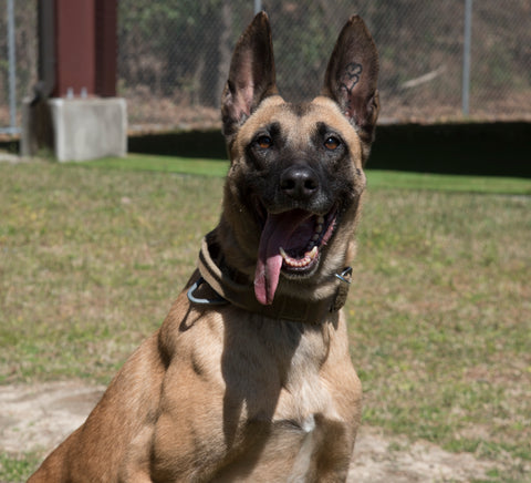 military dog commands sit