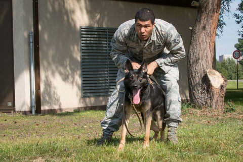 military dog breeds patrol work