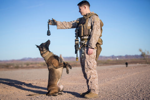 military dog breeds sitting pretty