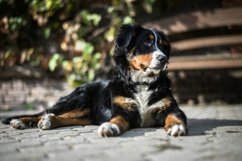 Chien Suisse : Bouvier Bernois