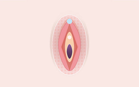 map of the vulva