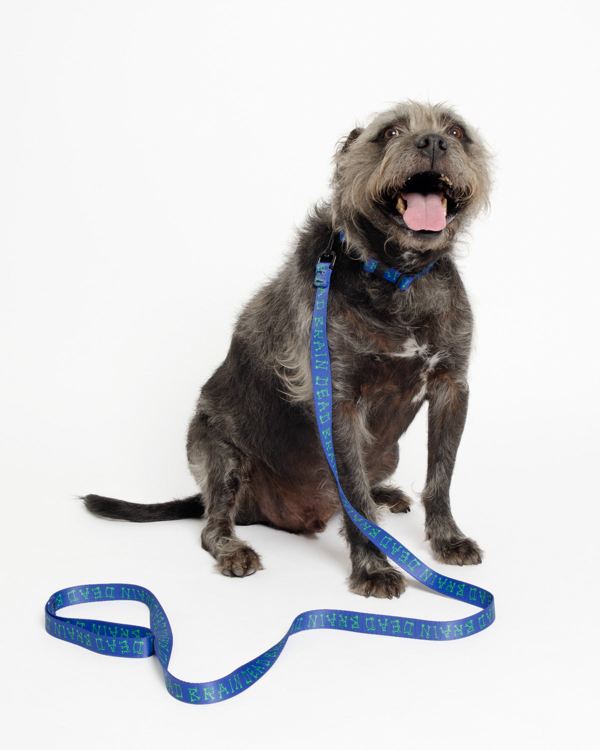 Boneman Dog Collar - Blue