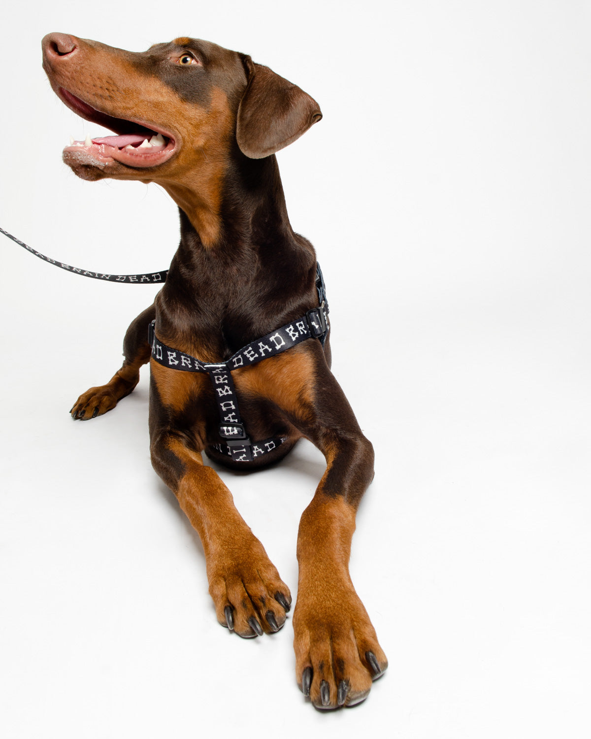 Boneman Dog Harness - Black