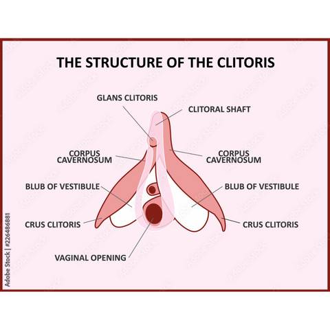 Diagram of the clitoris