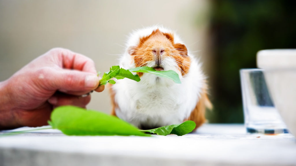 Guinea Pig