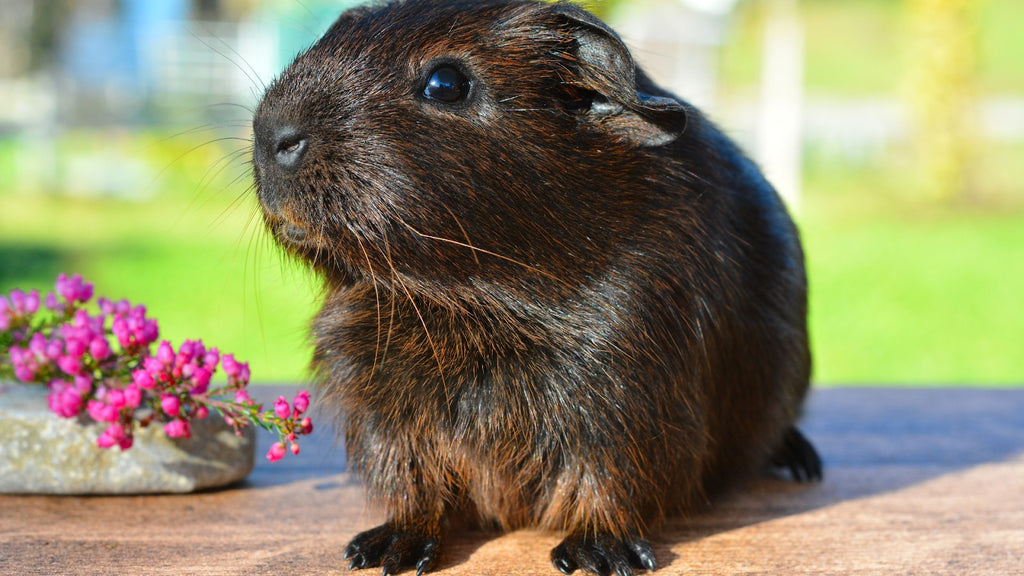 Guinea Pig