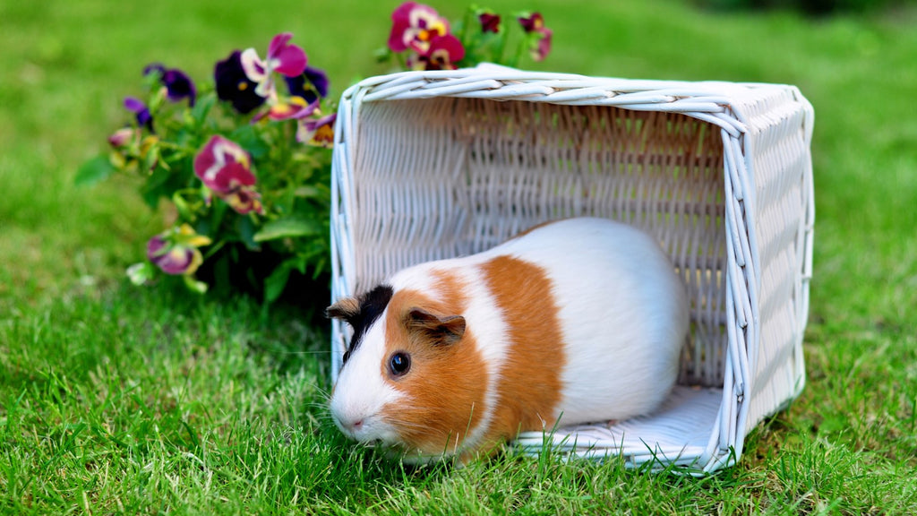 Guinea Pigs