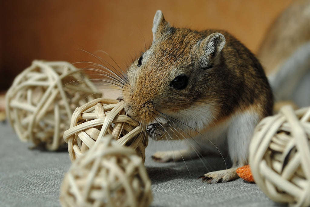 Gerbils