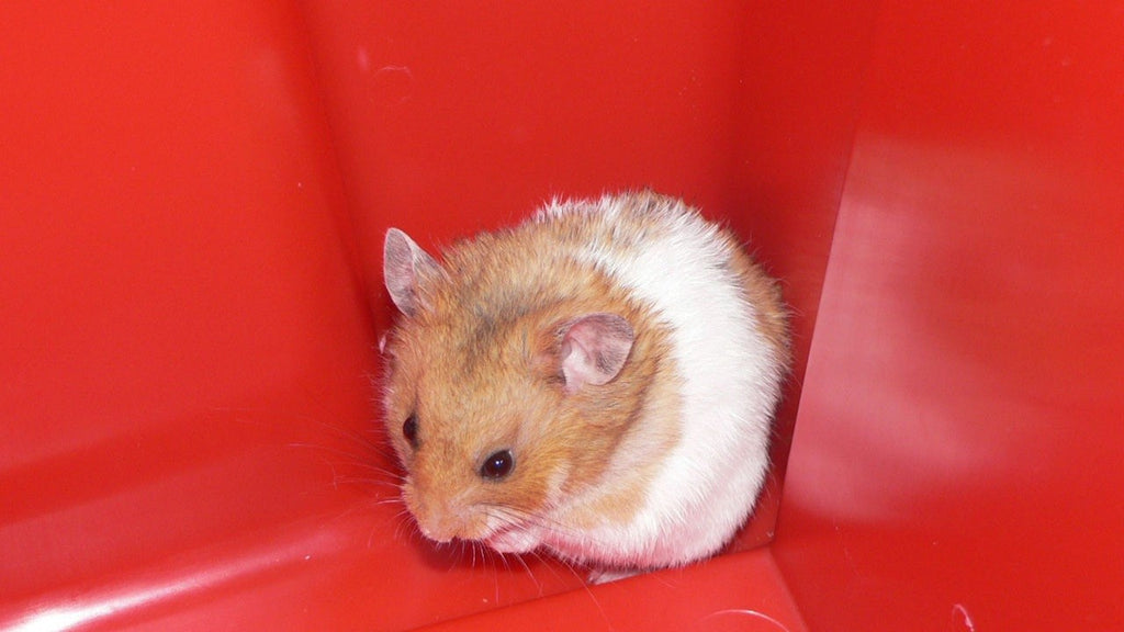 Hamster