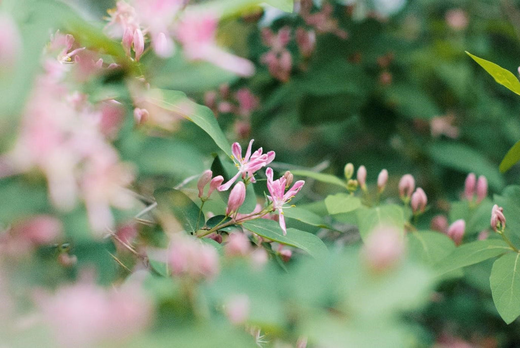 Honeysuckle