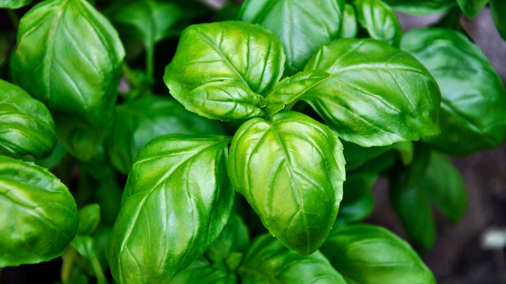 Basil