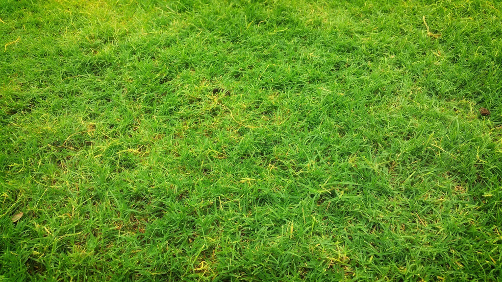 Grass